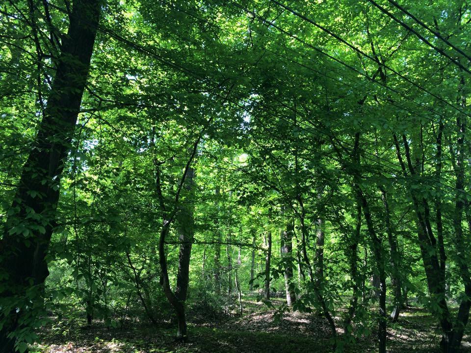 Pădurea Rotundă