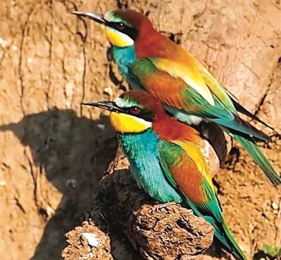 Bee-Eaters Colony