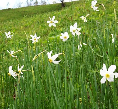 The Lent Lilies Glade from Gurghiu